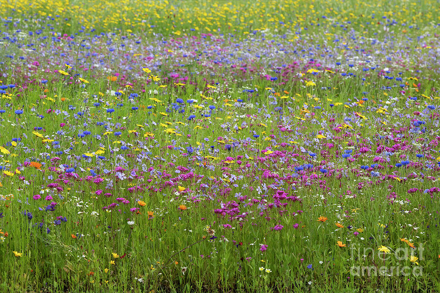 Colourful Wildflower Meadow in the English Countryside Photograph by Tim Gainey