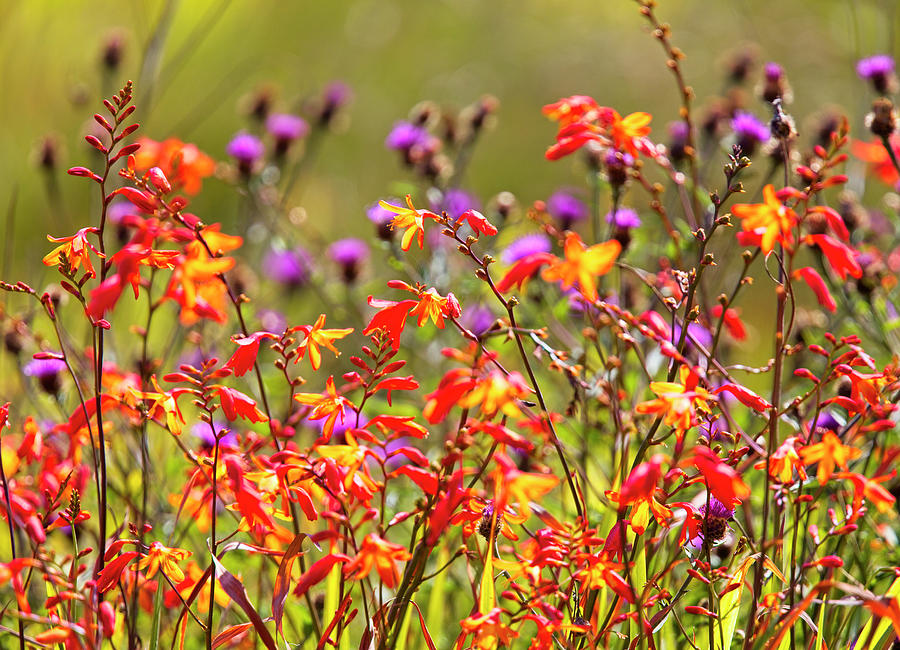 Colourful wildflowers Photograph by Tony Mills