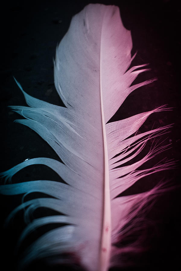 Feather Mixed Media - Colourfull Feather  by Akhil Ansari