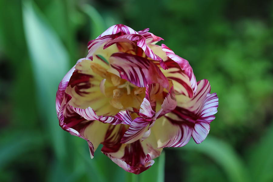 Colours Of A Tulip Photograph