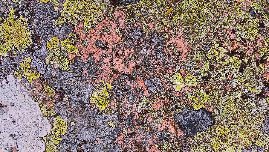 Colours of lichen Photograph by Jarek Filipowicz