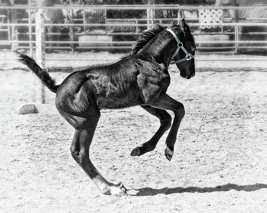 Colt At Play Photograph by Jerry Cowart