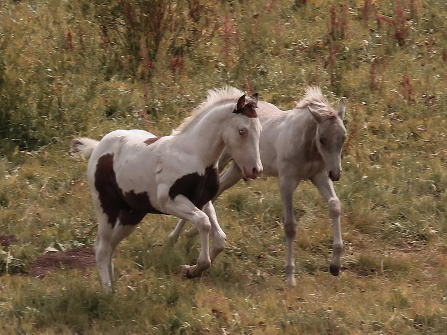 Colts At Play Photograph by Karen Shackles Colts At Play Photograph by Karen Shackles