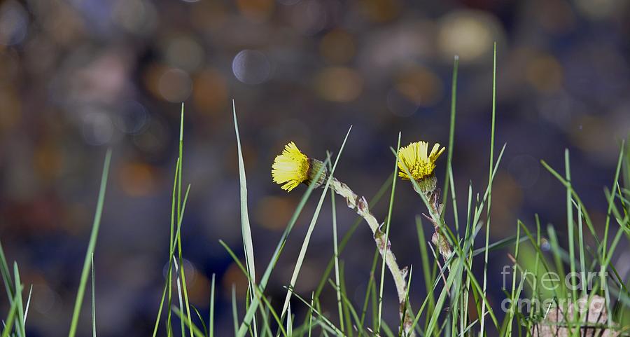 Flower Photograph - Coltsfoot by Esko Lindell
