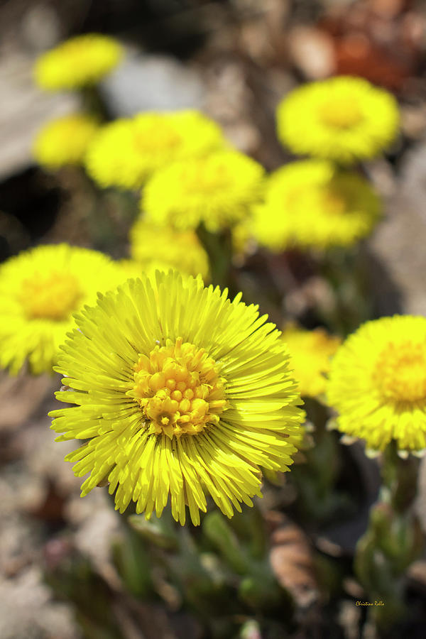 Flower Photograph - Coltsfoot Flowers by Christina Rollo