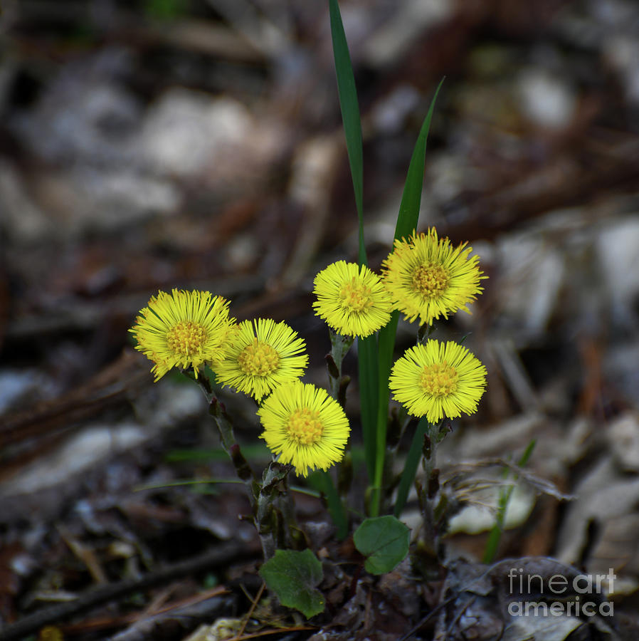 Coltsfoot - Spring Wildflowers Photograph by Kerri Farley