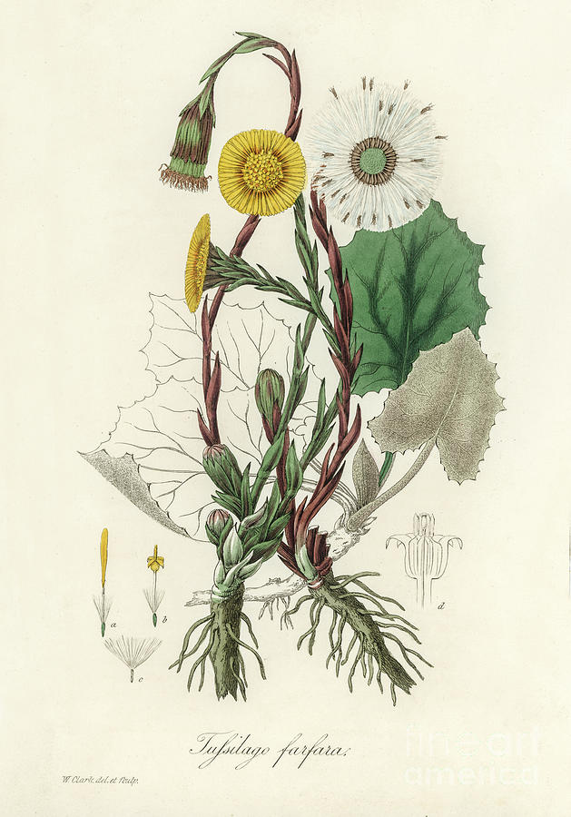 Nature Painting - Coltsfoot Tussilago farfara illustration from Medical Botany 1836 by John Stephenson and James Morss by Artistic Rifki