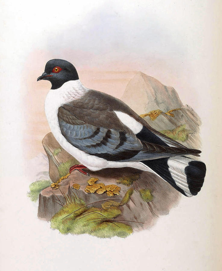 Columba leuconota Drawing by Henry Constantine Richter
