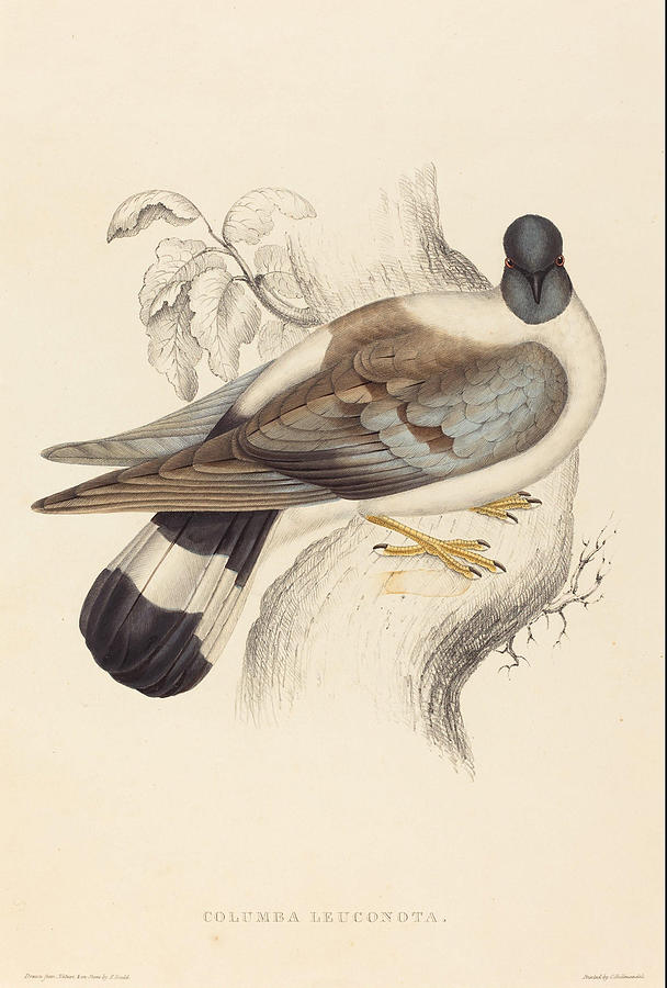 Elizabeth Gould Painting - Columba Leuconota  Snow Pigeon   by Elizabeth Gould