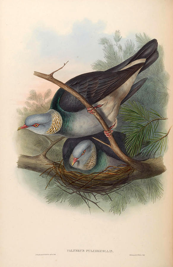 Columba pulchricollis Drawing by Henry Constantine Richter