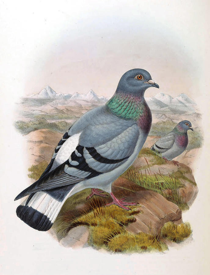 Columba rupestris Drawing by Henry Constantine Richter