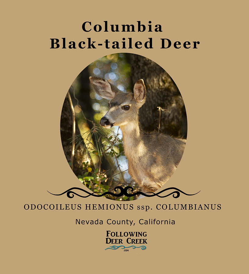 Columbia Black-tailed Deer Digital Art by Lisa Redfern