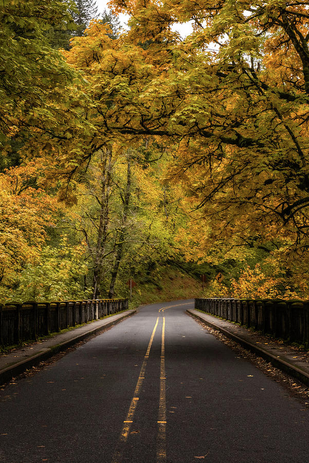 Nature Photograph - Columbia Gorge Tree Tunnel by Wes and Dotty Weber