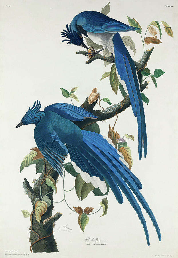 Columbia Jay from Birds of America, by John James Audubon  Mixed Media by World Art Collective