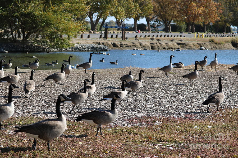 Columbia Park Geese Photograph by Carol Groenen
