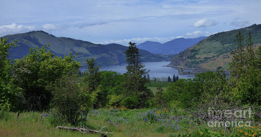 Columbia River and Rowena Point Overlook Photograph by Charles Robinson