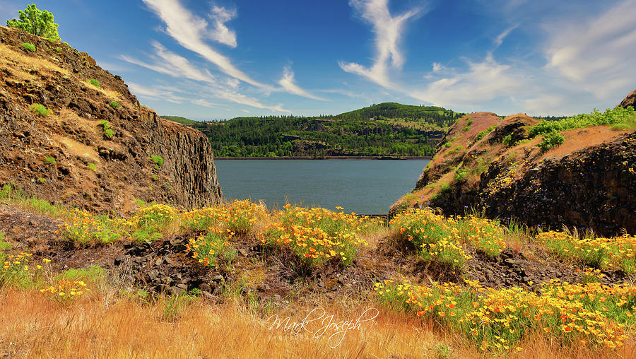 Columbia River Wildflowers Photograph by Mark Joseph