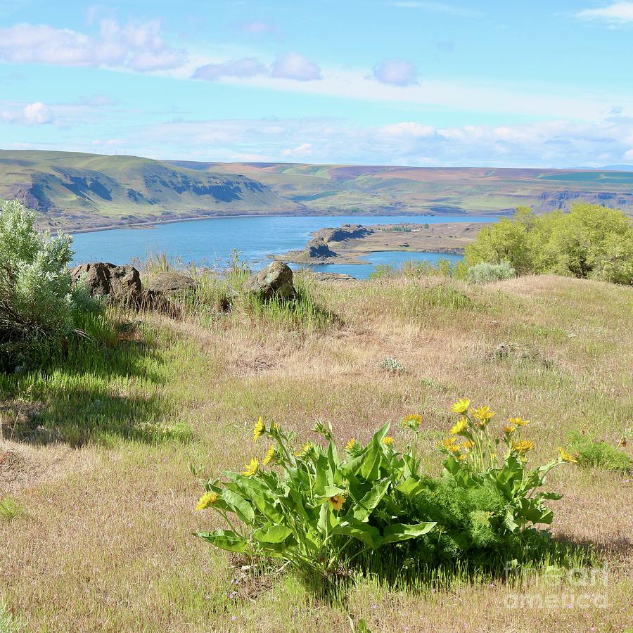 Columbia River with Balsamroot and Green Oregon Hills Photograph by Carol Groenen