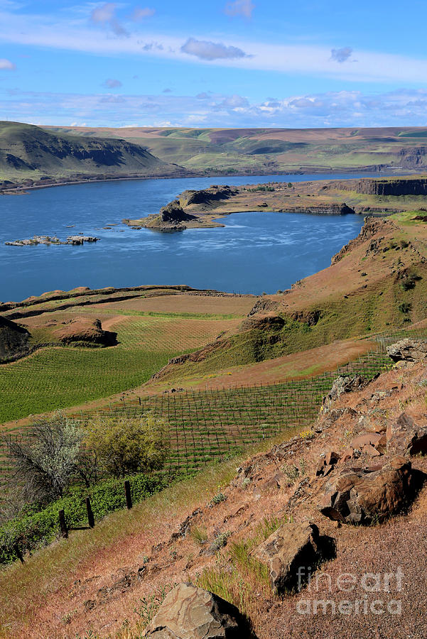 Columbia River with Green Hills Vertical Photograph by Carol Groenen