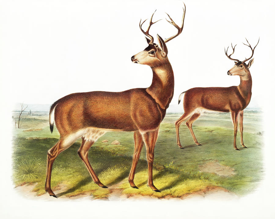 Columbian Black-tailed Deer Cervus Richardsonii Painting by John Woodhouse Audubon