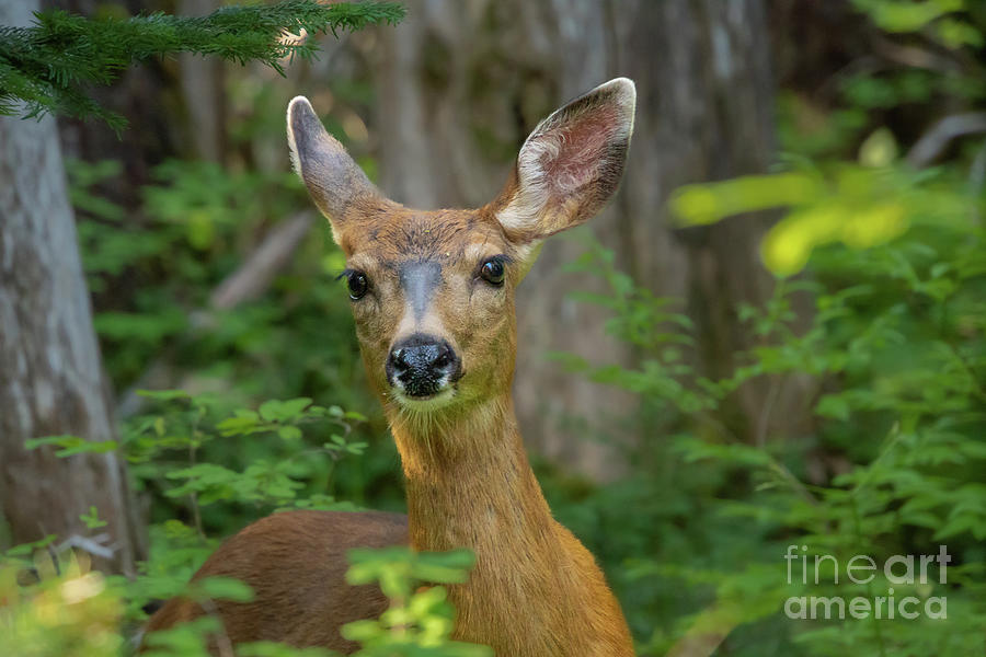 Columbian Black-tailed Deer in Royal Basin Photograph by Nancy Gleason