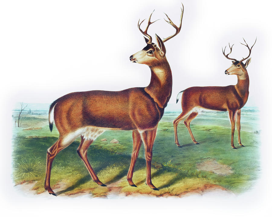 Columbian Black-tailed Deer Drawing