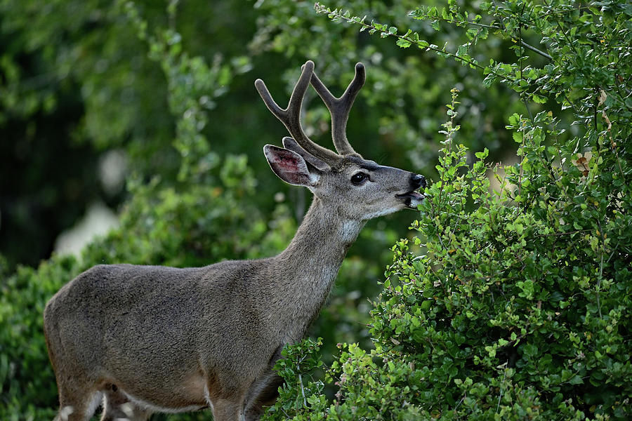 Columbian Black-tailed Deer Munching on Fresh Leaves  Photograph by Amazing Action Photo Video