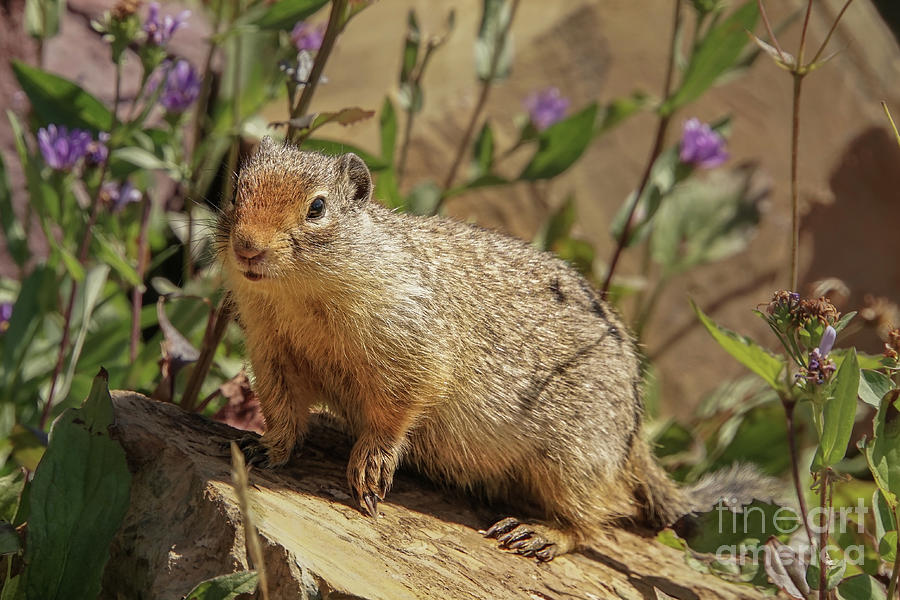 Columbian Ground Squirrel and Purple Flowers Photograph by Nancy Gleason
