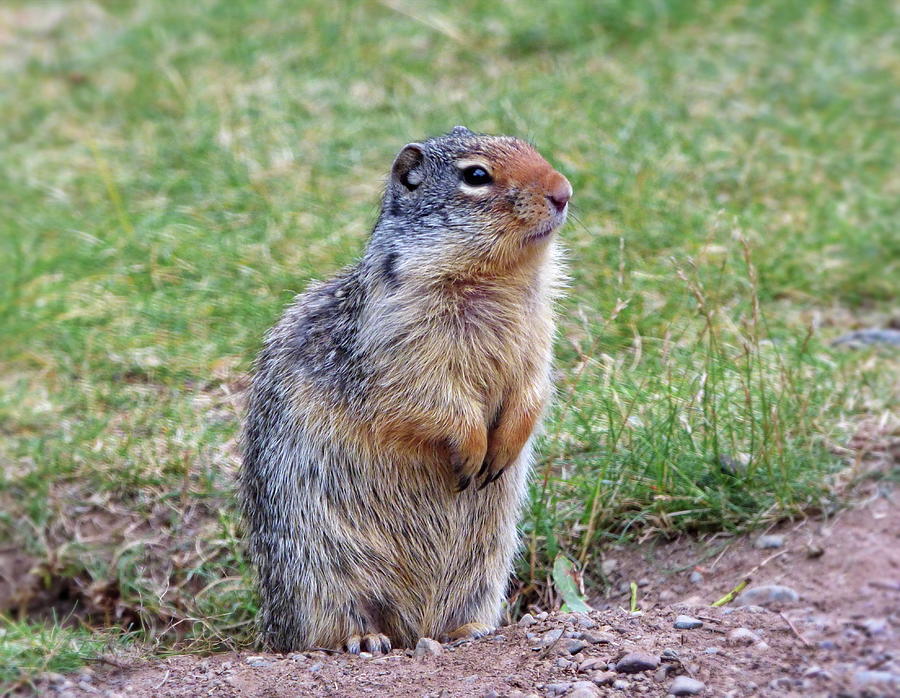Columbian Ground Squirrel at his Burrow Entrance Photograph by Lyuba Filatova