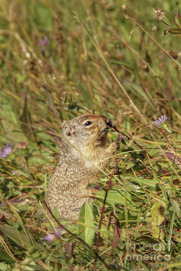 Glacier National Park Photograph - Columbian Ground Squirrel Eating Flowers by Nancy Gleason