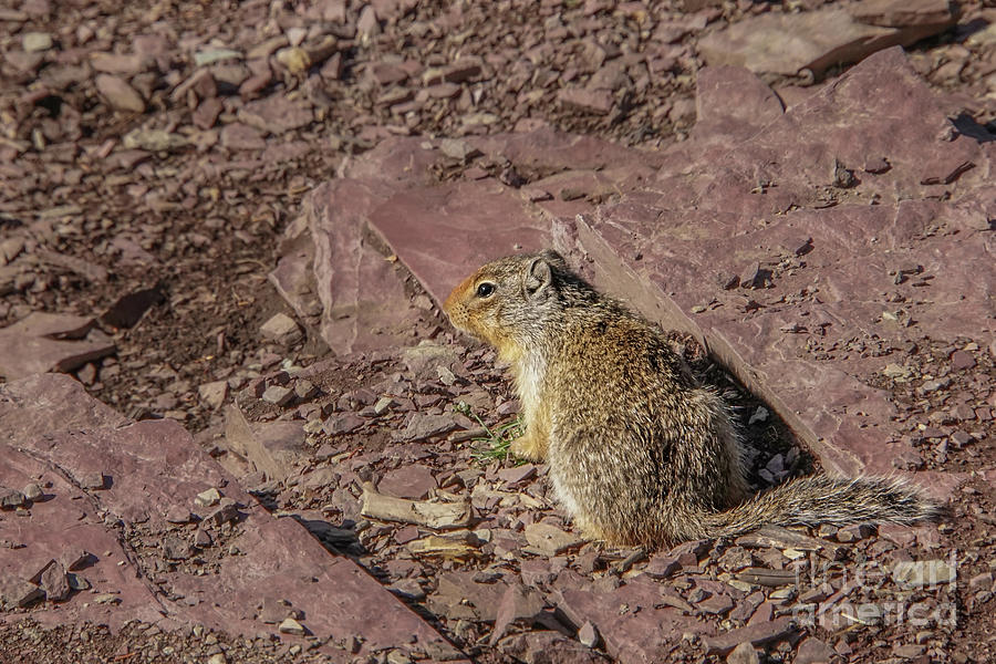 Columbian Ground Squirrel on Argilite Rocks Photograph by Nancy Gleason