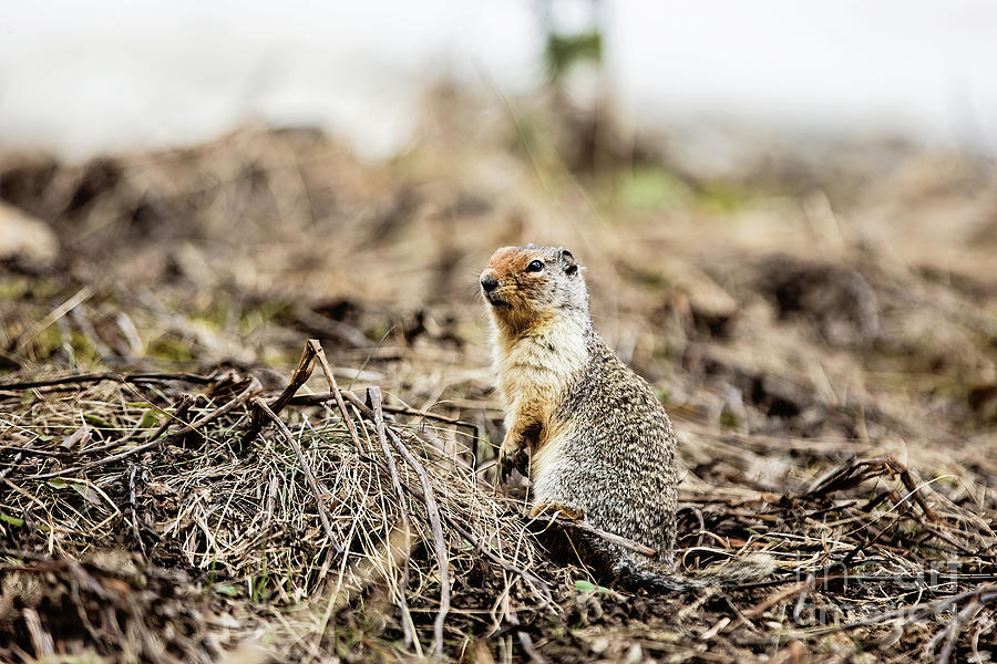 Columbian Ground Squirrel Photograph by Scott Pellegrin