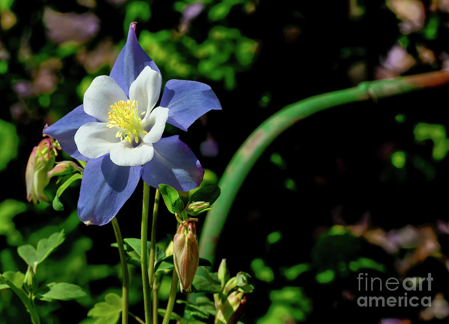 Flower Photograph - Columbine, 1 by Glenn Franco Simmons