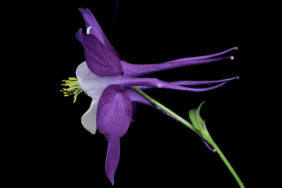 Nature Photograph - Columbine 781 by Julie Powell