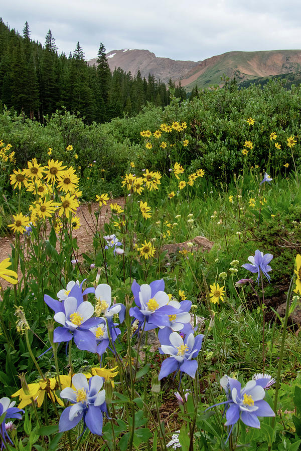Columbine and Sunflower Mountain Portrait Photograph by Cascade Colors