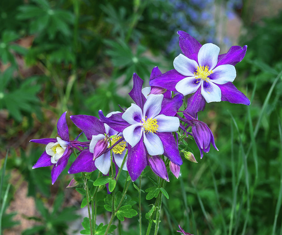 Columbine Became Our State Flower In 1899 After Winning The Votes Of Colorados School Children. Photograph by Bijan Pirnia