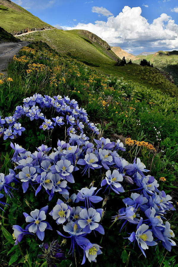 Columbine Bloom near Black Bear Pass Photograph by Ray Mathis
