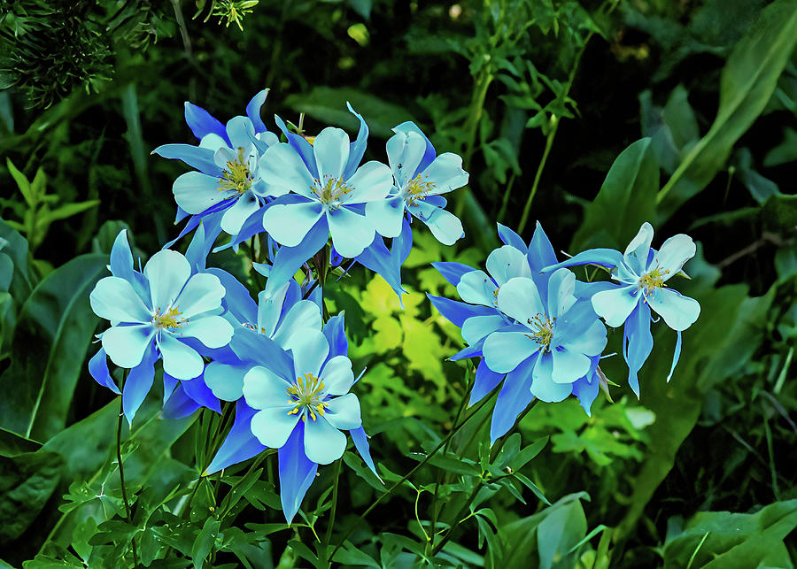 Columbine Cluster at Lower Cataract lake Photograph by Stephen Johnson