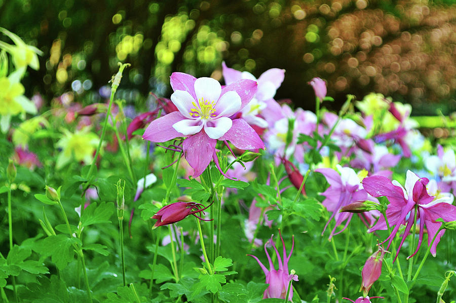 Columbine Flower Garden Photograph by Gaby Ethington