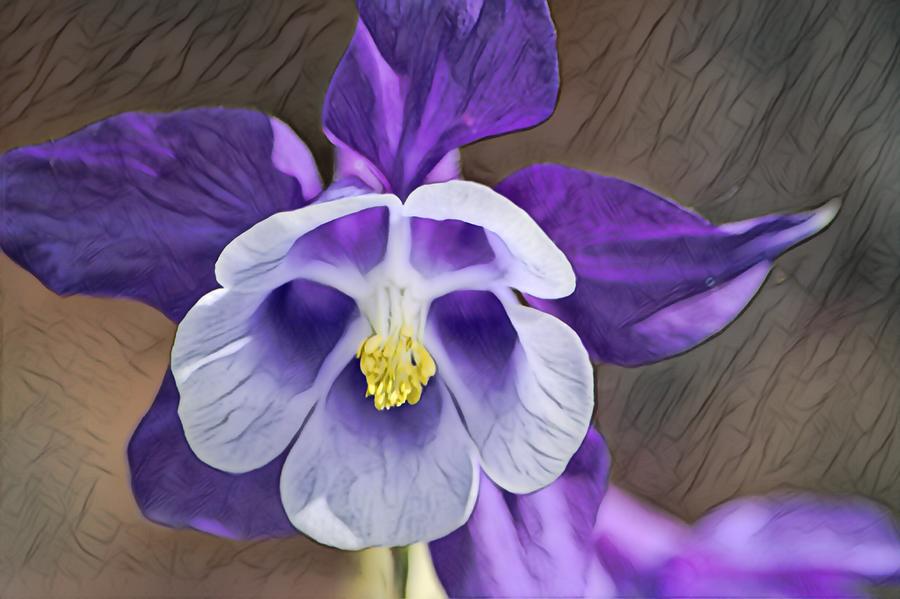 Columbine Flower Digital Art by Thomas Johnson - Fine Art America