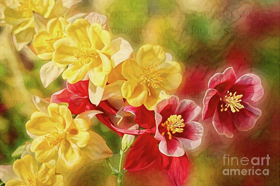 Columbine Flowers Digital Art by Macro Abundance Art Columbine Flowers Digital Art by Macro Abundance Art