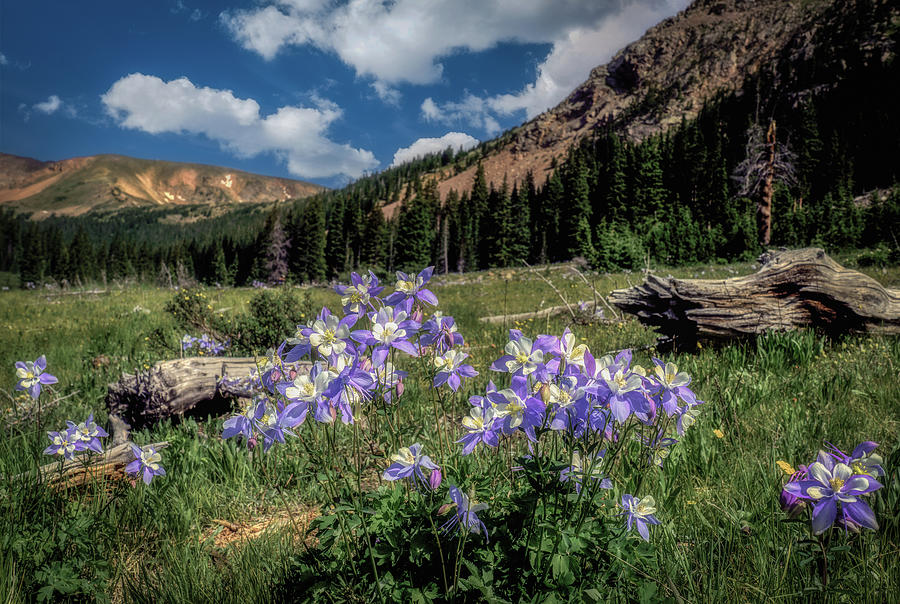 Columbine Heaven Digital Art by Bob Coorsen | Fine Art America