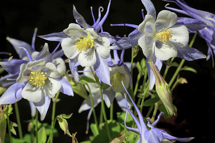 Columbine in Bloom Photograph by Donna Kennedy