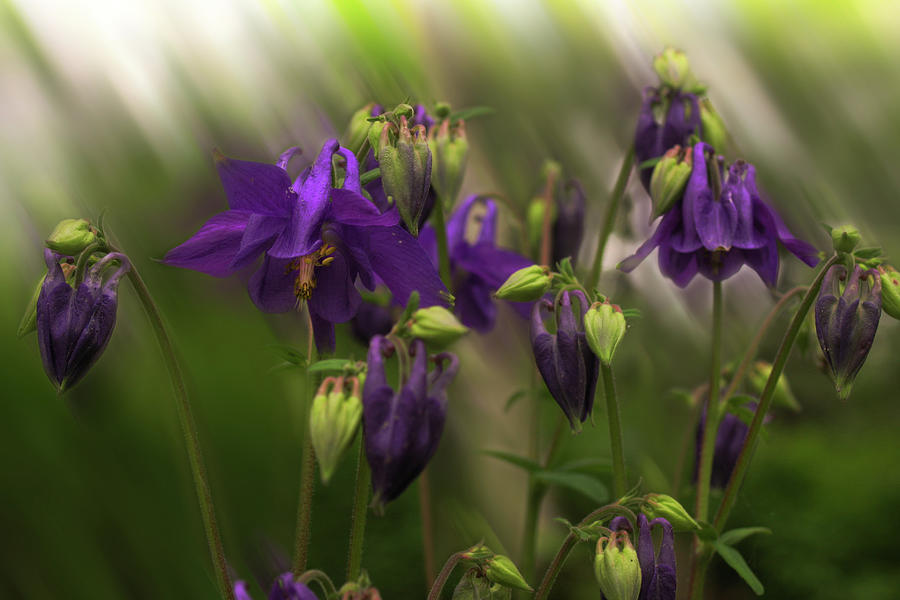 Columbine in Motion Photograph by Wayne King
