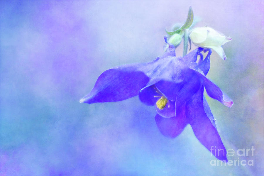 Columbine in Purple and Blue Photograph by Anita Pollak