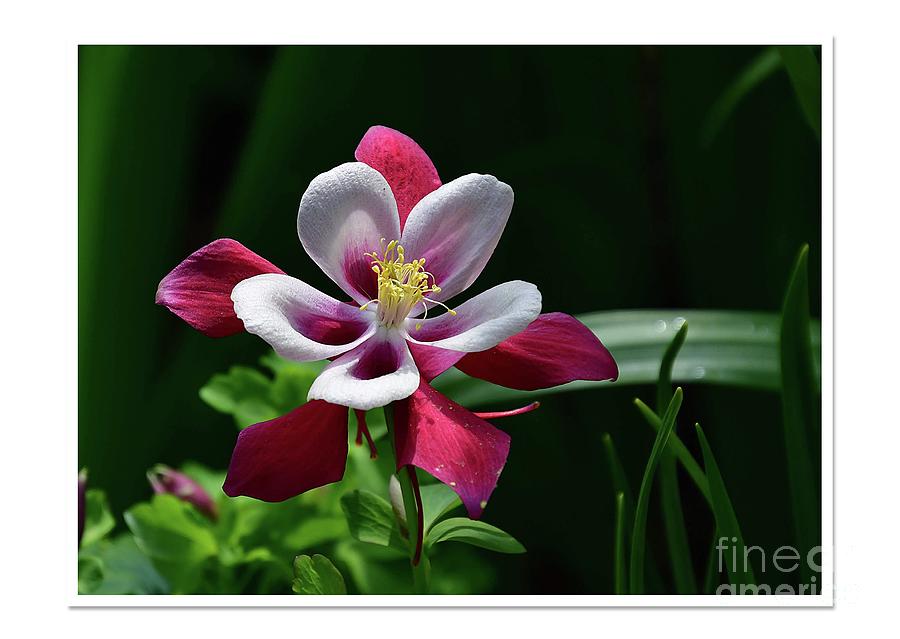 Columbine in Red and White Photograph by Cindy Manero