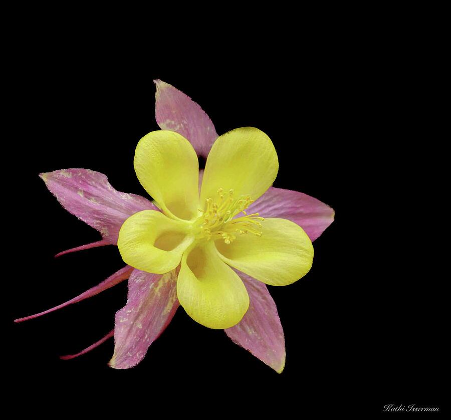 Columbine in Spring Photograph by Kathi Isserman Columbine in Spring Photograph by Kathi Isserman