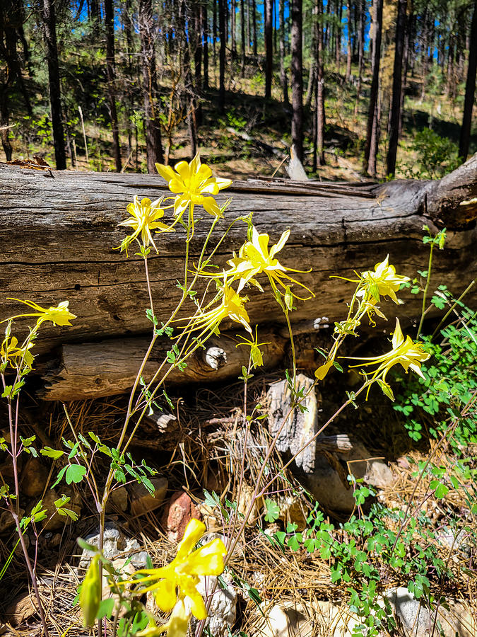 Columbine In The Forest Photograph