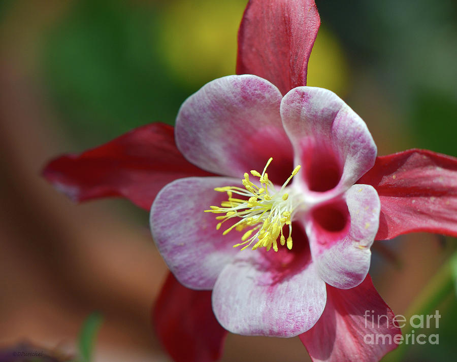 Flower Photograph - Columbine Jewel by Debby Pueschel