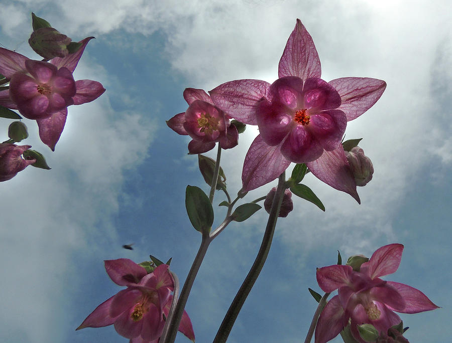 Columbine Photograph by Nancy Griswold